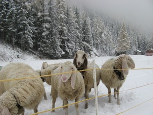 Sheep at Saas Balen, Switzerland